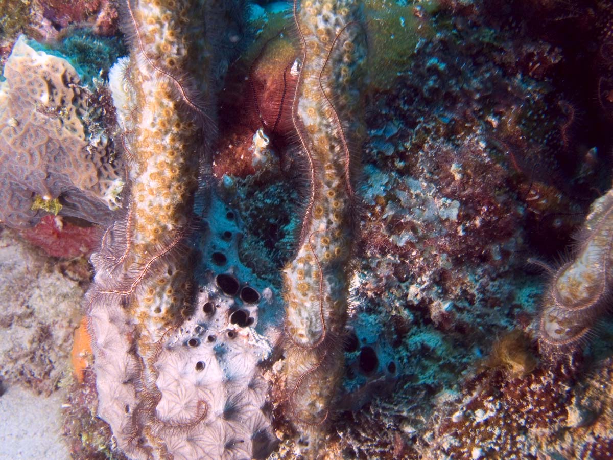 gal/Bonaire 2006/BrittleStars5x3.jpg